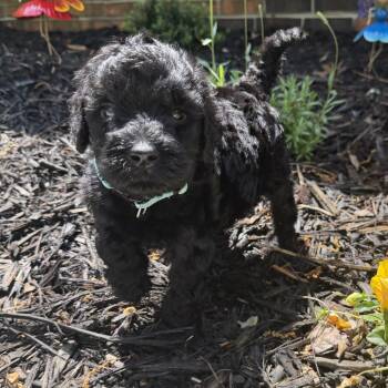 Standard Poodle and Mixed Breed Dogs Available for Adoption in Rossville, Georgia - Atticus | PetCurious