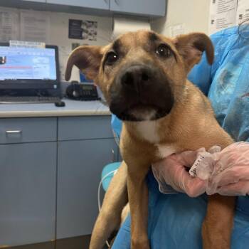 Joji -  Mixed Breed Dog Available for Adoption in Charleston, West Virginia - Joji | PetCurious