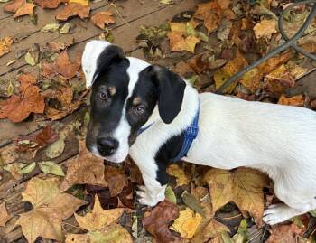 Rescue Pit Bull Terrier Dogs for Adoption in Germantown, Ohio - Vinny | PetCurious