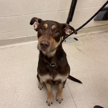 Jack -  Mixed Breed Dog for Adoption in Murray, Utah - Jack | PetCurious