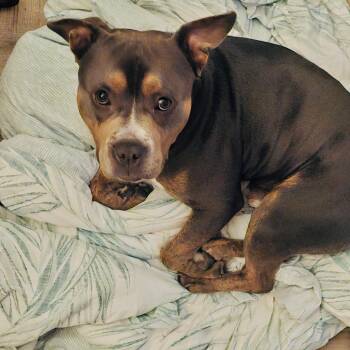 Pit Bull Terrier Dogs Available for Adoption in Cool, California - Bruce | PetCurious