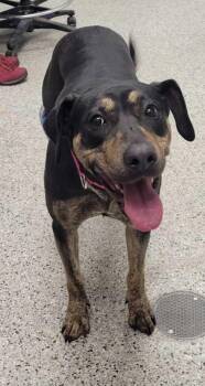 Mixed Breed Dogs Available for Adoption in Kansas City, Missouri - Yara | PetCurious
