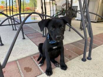 Jose Miguel -  Yorkshire Terrier and Alaskan Malamute Dog for Adoption in Walnut Park, California - Jose Miguel | PetCurious