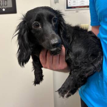 Dachshund Dogs Available for Adoption in Batavia, Ohio - Sarabi | PetCurious