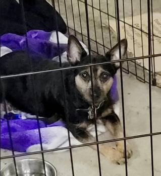 Woody -  Miniature Pinscher Dog for Adoption in Miamitown, Ohio - Woody | PetCurious