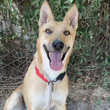 Croissant -  Shepherd and Mixed Breed Dog for Adoption in Riverside, California - Croissant | PetCurious