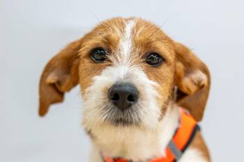 Miles Morales -  Terrier Dog for Adoption in Mundelein, Illinois - Miles Morales | PetCurious