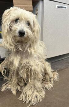 FLO -  Mixed Breed Dog for Adoption in Dallas, Texas - FLO | PetCurious