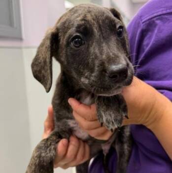 Ken -  Mixed Breed Dog for Adoption in Cooperstown, New York - Ken | PetCurious