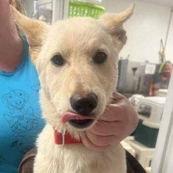 Mixed Breed Dogs Available for Adoption - Resli | PetCurious