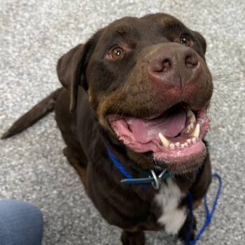 Mastiff and Chocolate Labrador Retriever Dogs Available for Adoption - Rogue | PetCurious