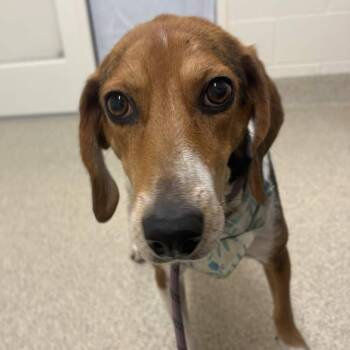 Miley -  Hound Dog for Adoption in Gloucester, Virginia - Miley | PetCurious