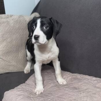 Labradoodle and American Staffordshire Terrier Dogs Available for Adoption - Mila | PetCurious