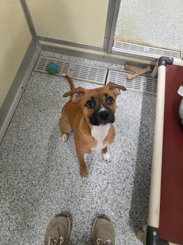 Shelia -  Terrier Dog for Adoption in Athens, Tennessee - Shelia | PetCurious