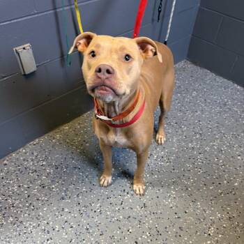 TUSC-Stray-84909 -  Pit Bull Terrier and Mixed Breed Dog for Adoption in Tuscaloosa, Alabama - TUSC-Stray-84909 | PetCurious