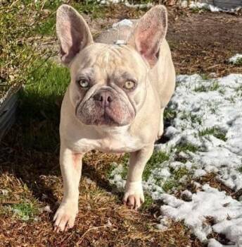 French Bulldog Dogs Available for Adoption - Bailey | PetCurious