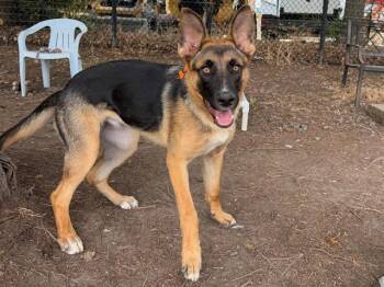 TRIXIE -  German Shepherd Dog Dog for Adoption in Santa Rosa, California - TRIXIE | PetCurious