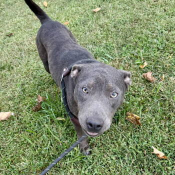 Rescue Pit Bull Terrier and Labrador Retriever Dogs for Adoption - Ivory | PetCurious