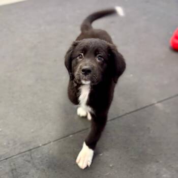 Mixed Breed Dogs Available for Adoption in Westhampton, New York - Razz | PetCurious