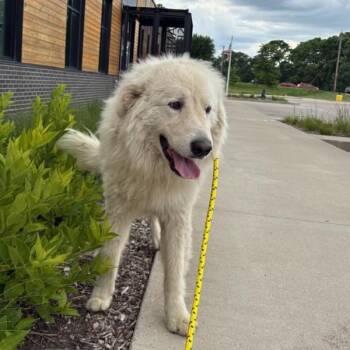 Ghost -  Maremma Sheepdog Dog for Adoption in Des Moines, Iowa - Ghost | PetCurious