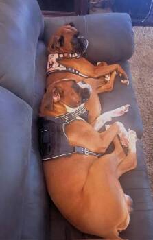 Boxer Dogs Available for Adoption - Nala *Bonded To Eddie* | PetCurious