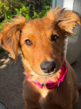 German Shepherd Dog and Rough Collie Dogs Available for Adoption in Beavercreek, Oregon - Danika | PetCurious