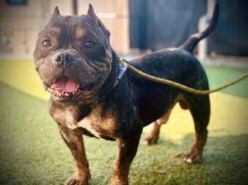 Pit Bull Terrier Dogs Available for Adoption in Orlando, Florida - PORK CHOP | PetCurious