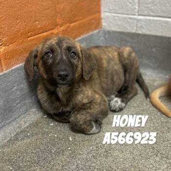 Labrador Retriever and Mixed Breed Dogs Available for Adoption - HONEY | PetCurious