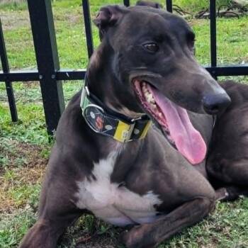 Greyhound Dogs Available for Adoption in Venice, Florida - FF Capt Morgan (Captain Morgan) | PetCurious