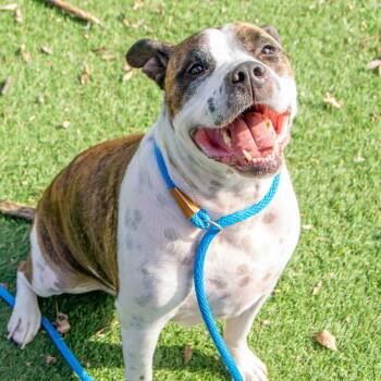 Rescue English Bulldog and Mixed Breed Dogs for Adoption in Saint Charles, Missouri - Clyde | PetCurious