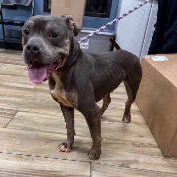 Raggie -  Pit Bull Terrier Dog for Adoption in Newark, New Jersey - Raggie | PetCurious