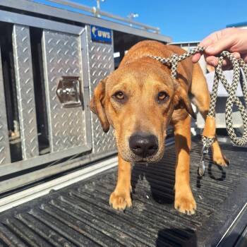 Rescue Hound Dogs for Adoption in Gautier, Mississippi - Honey | PetCurious