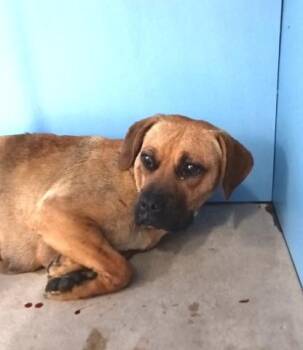 Pit Bull Terrier and Mixed Breed Dogs Available for Adoption in San Bernardino, California - PAULINA | PetCurious