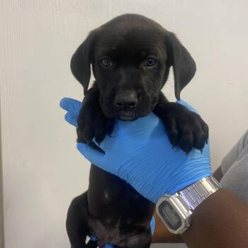 Labrador Retriever and Hound Dogs Available for Adoption in Hattiesburg, Mississippi - Harper | PetCurious
