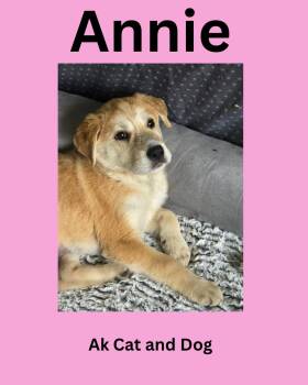 Annie fka Arctic pup 2 -  Husky Dog for Adoption in Wasilla, Alaska - Annie Fka Arctic Pup 2 | PetCurious