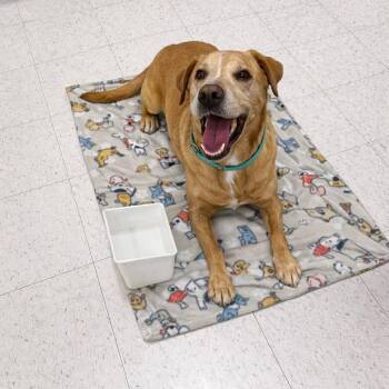 American Staffordshire Terrier Dogs Available for Adoption - Ike | PetCurious