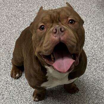 Strider -  English Bulldog Dog for Adoption in Grand Rapids, Michigan - Strider | PetCurious