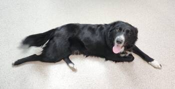Border Collie Dogs Available for Adoption - Ziggy | PetCurious