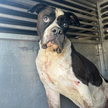 Mr. Puff -  Boxer and Mixed Breed Dog for Adoption in Edinburg, Texas - Mr. Puff | PetCurious