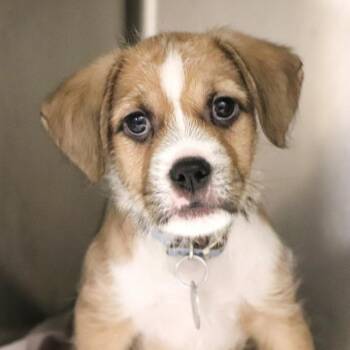 Mixed Breed Dogs Available for Adoption in Port Washington, New York - Dj | PetCurious