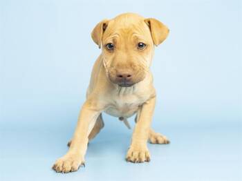 Shar Pei and German Shepherd Dog Dogs Available for Adoption in Phoenix, Arizona - GOKU | PetCurious