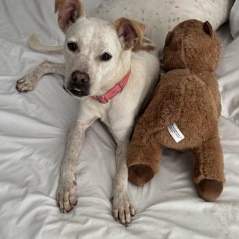 Rebel -  Cattle Dog and Terrier Dog for Adoption in Schertz, Texas - Rebel | PetCurious