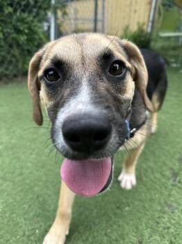 Little Bit -  Mixed Breed Dog Available for Adoption in Upper Township, New Jersey - Little Bit | PetCurious