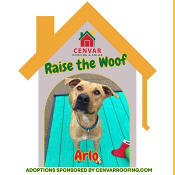 Mixed Breed Dogs Available for Adoption - Arlo | PetCurious