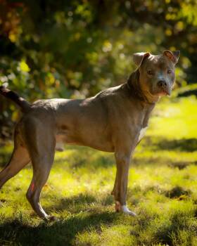 PROWLER (0244) -  Pit Bull Terrier Dog for Adoption in Bridgeport, Connecticut - PROWLER (0244) | PetCurious