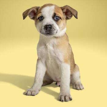 Cattle Dog Dogs Available for Adoption in Armonk, New York - AAD Upcoming Arrival!  Pultarch - 26083 | PetCurious