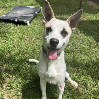 Toaster -  Akita Dog for Adoption in Klein, Texas - Toaster | PetCurious