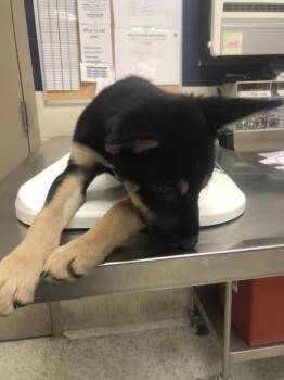 A429029 -  Australian Shepherd and Mixed Breed Dog for Adoption in Conroe, Texas - A429029 | PetCurious
