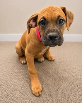 Marta -  Boxer and Pit Bull Terrier Dog for Adoption in Carson City, Nevada - Marta | PetCurious