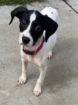 Platinum the Mixed Breed Puppy -  Border Collie and Hound Dog for Adoption in Muskego, Wisconsin - Platinum The Mixed Breed Puppy | PetCurious